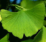 picture of a leaf of the ginko tree