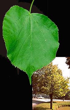 picture of the littleleaf linden leaf and tree