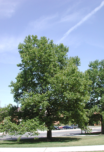 picture of the whole London Planetree