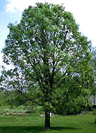 a picture of the whole bur oak tree