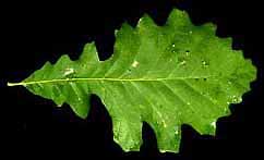 a picture of the leaf of a bur oak tree