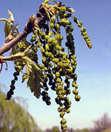 a picture of the lflower of a bur oak tree