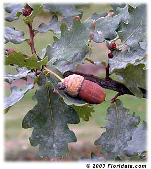 picture of leaves and seed of an english oak tree