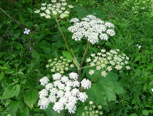 Cow Parsnip