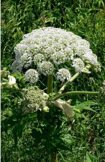 Giant Hogweed 