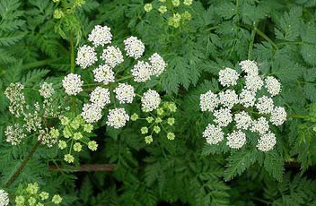 Poison Hemlock