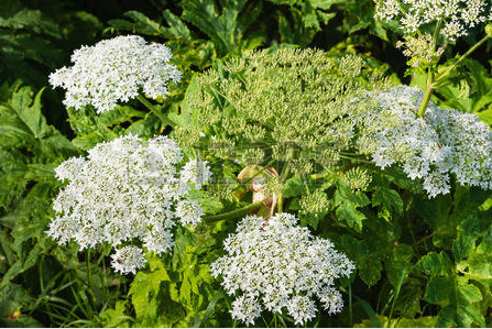 Spotted Waterhemlock