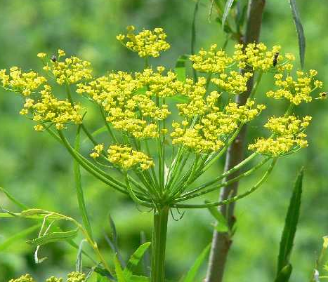 Wild Parsnip