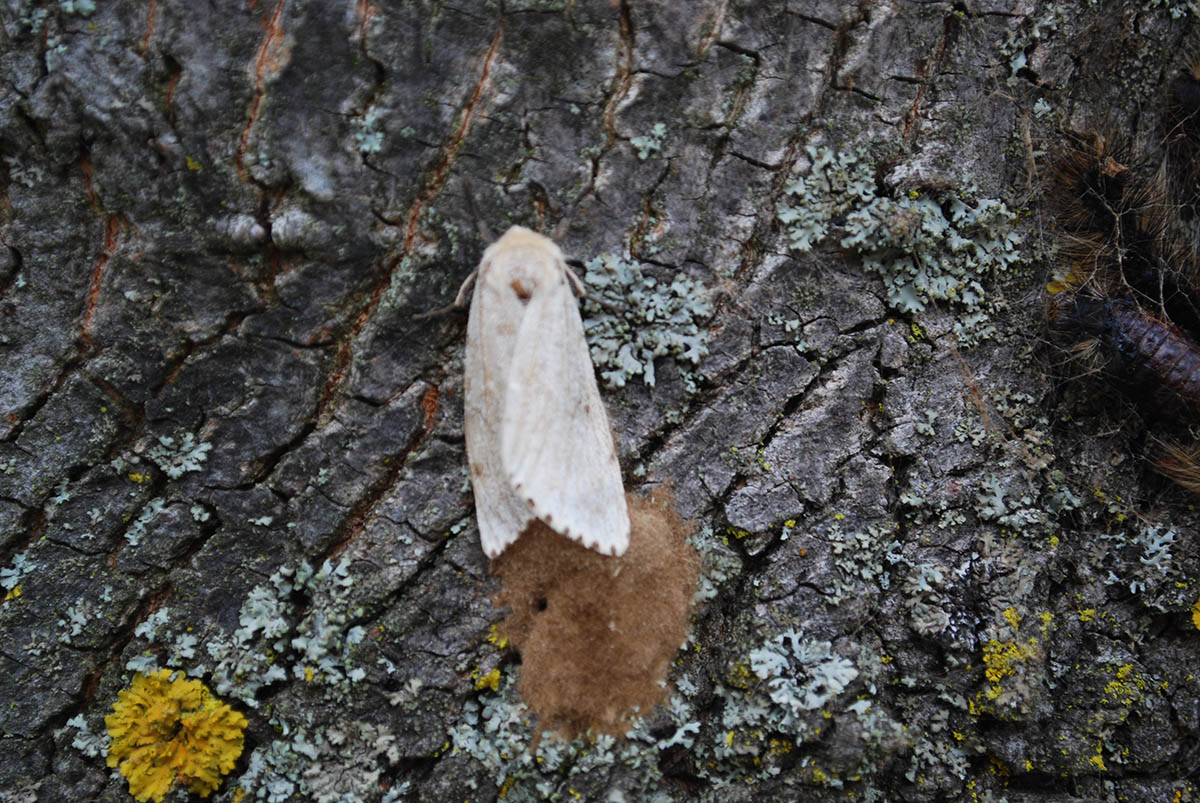 Moth laying eggs on tree