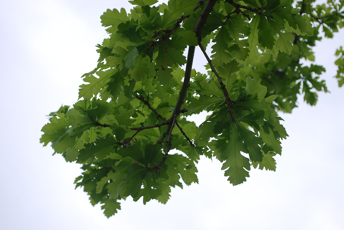 Tree brach with leaves