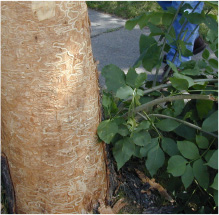 Dying Ash Tree - Fallen leavens and dead branches